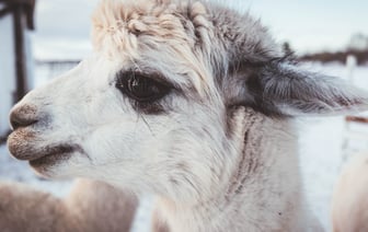 За январь-февраль сельхозпроизводство в Беларуси подросло на 1,2%