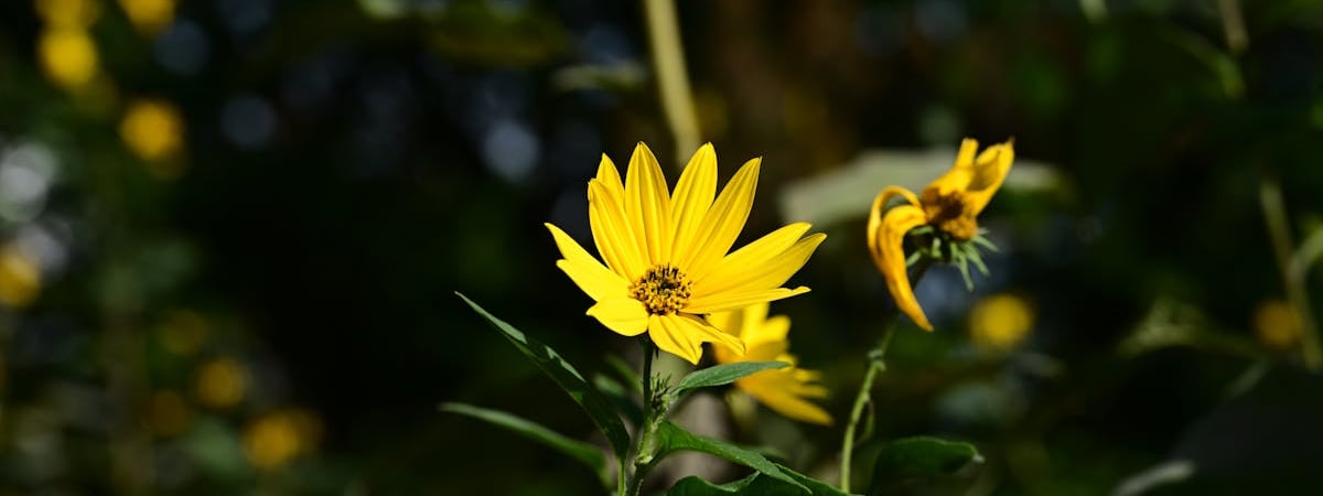 Швейцария присоединилась к европейскому проекту по укреплению ПВО