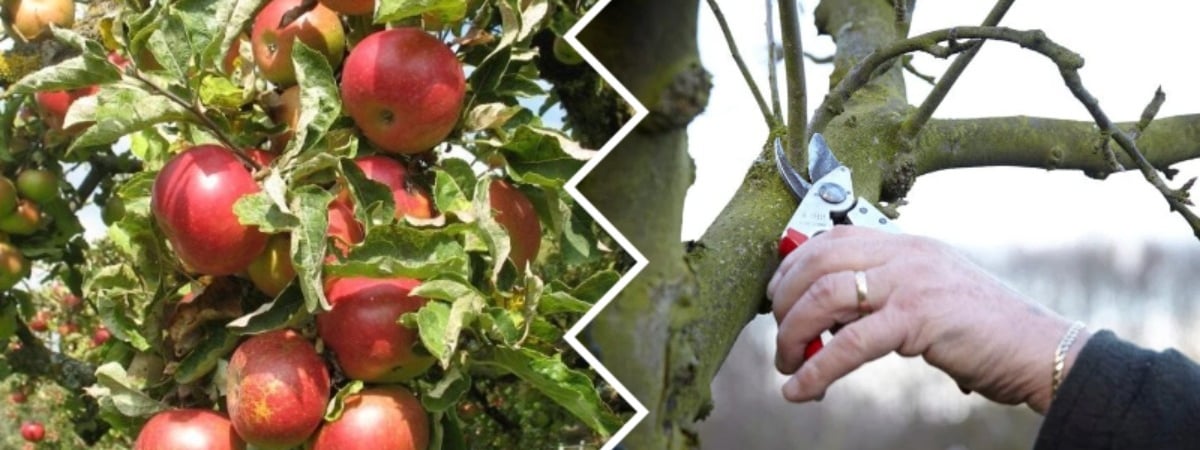 Удалите эти ветки — и урожай станет богаче. Как обрезать старую яблоню весной? — Полезно