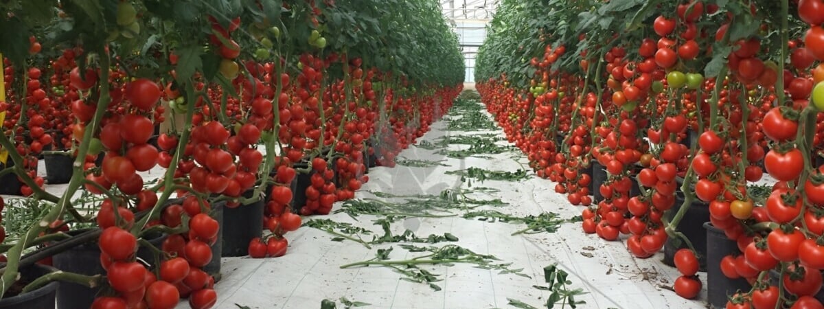 Как продлить обильный урожай помидоров до осени? Эта простая процедура поможет в середине августа. Каким томатам запрещена? — Полезно