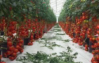 Как продлить обильный урожай помидоров до осени? Эта простая процедура поможет в середине августа. Каким томатам запрещена? — Полезно