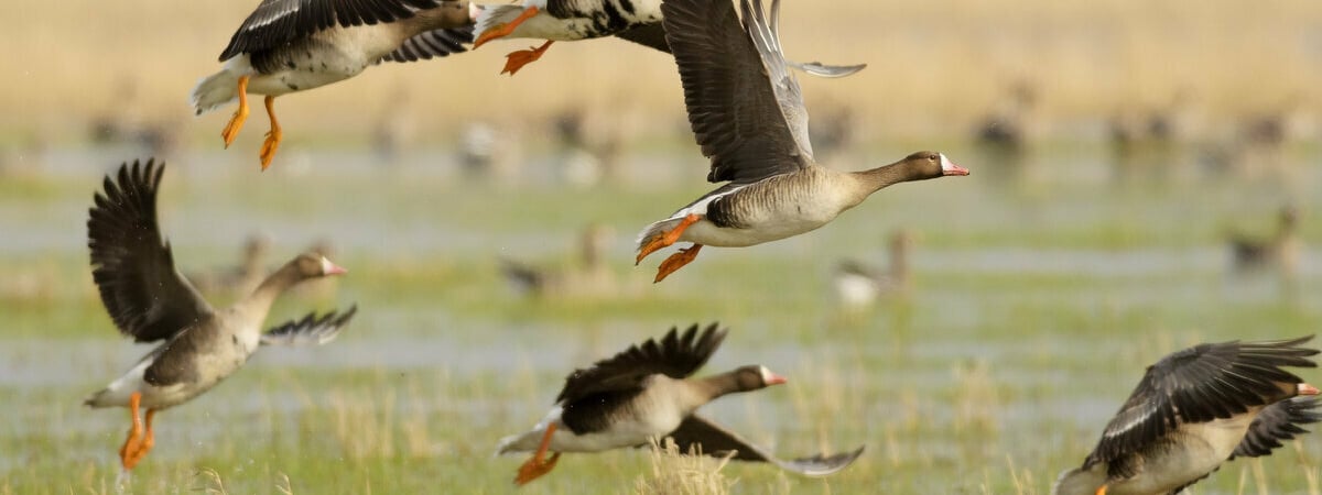 В Беларуси объявили начало весеннего сезона охоты. Когда и на кого можно идти в лес? — Полезно