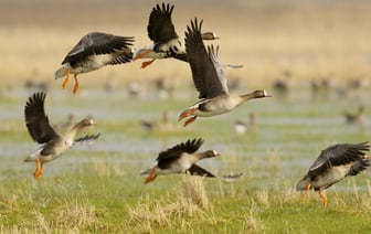 В Беларуси объявили начало весеннего сезона охоты. Когда и на кого можно идти в лес? — Полезно