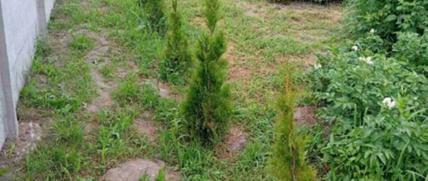 У жителя Бреста на участке выкопали 13 туй. Вот кто это сделал