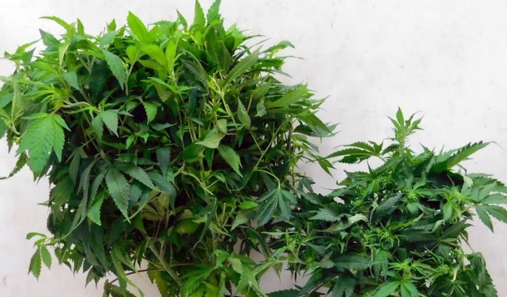 Белорус выращивал коноплю у себя в доме. Чем всё закончилось?