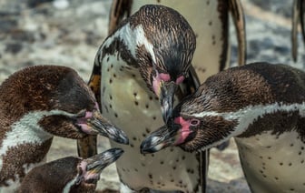 В колонии Волгоградской области заключенные взяли заложников