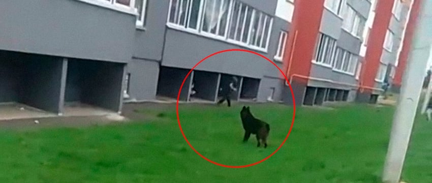 Зверя из Витебска снова заметили на Ленинградской улице, рядом играли дети. Новое видео