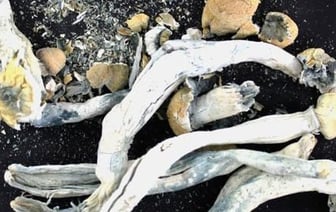 Пассажир автобуса вез из Литвы в Беларусь галлюциногенные грибы