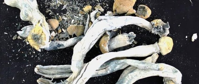 Пассажир автобуса вез из Литвы в Беларусь галлюциногенные грибы