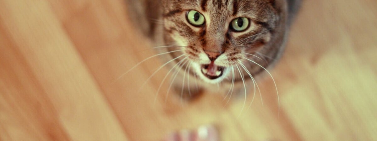 Почему ваш кот постоянно голодный? Зоопсихолог назвала 5 тревожных причин — Полезно