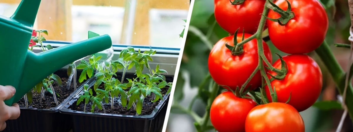 Поливайте рассаду помидоров настоем этой дешевой пряности. Он укрепит стебли и корни — Полезно
