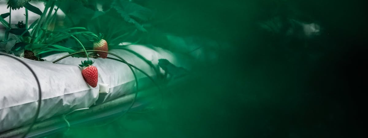 Сделайте так — и клубника в холодильнике останется свежей надолго. А зачем некоторые мочат ее в уксусе? — Полезно