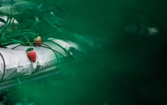 Сделайте так — и клубника в холодильнике останется свежей надолго. А зачем некоторые мочат ее в уксусе? — Полезно