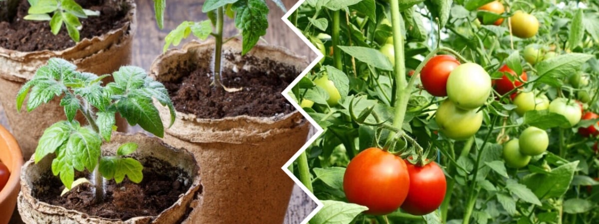 Это лекарство из аптеки закалит рассаду томатов и защитит от стресса. Как использовать? — Полезно