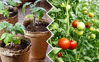 Это лекарство из аптеки закалит рассаду томатов и защитит от стресса. Как использовать? — Полезно