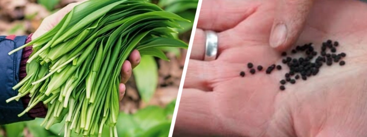 Посадите под зиму «медвежий лук» — и не пожалеете. Где купить семена черемши и когда лучшие дни для посева? — Полезно