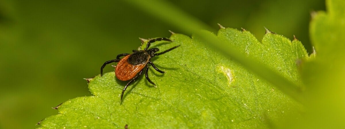 Клещи открыли новый сезон в Беларуси. Где заметили первых?