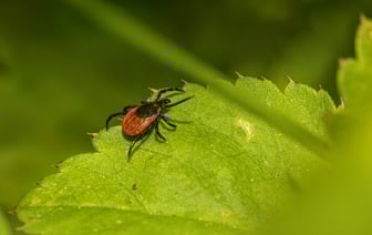 Клещи открыли новый сезон в Беларуси. Где заметили первых?