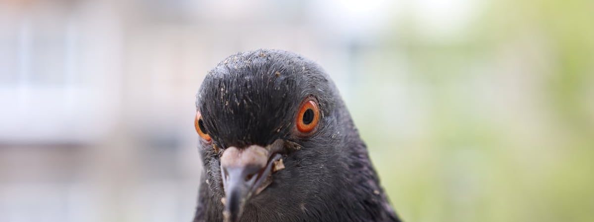 Советник офиса президента Украины опроверг собственное заявление об остановке транзита российской нефти