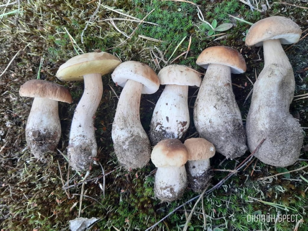 Фото носит иллюстративный характер