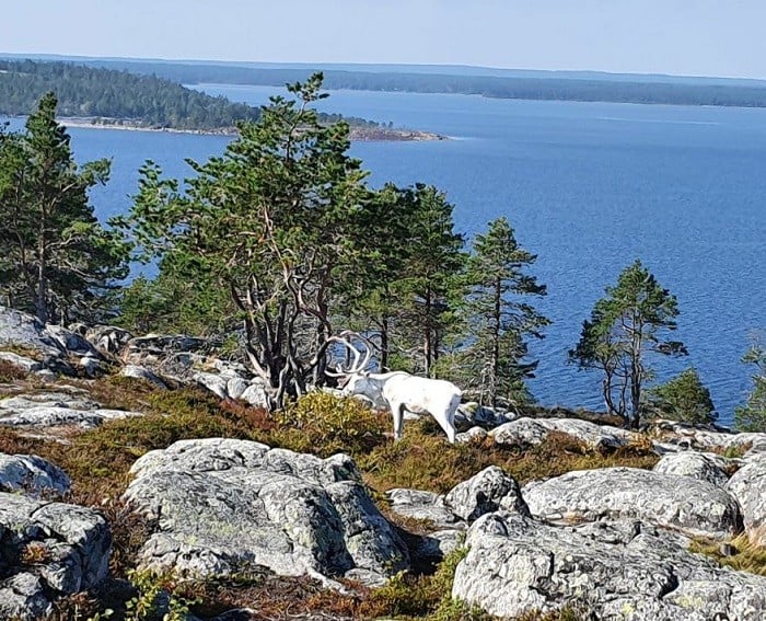 Олень альбинос в Швеции швед шведское