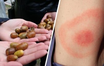 В Польше забили тревогу из-за обилия желудей. Чем грозит людям через 2 года?