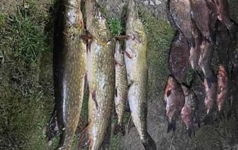 Два белоруса нарыбачили на уголовку: узнали подробности