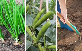 Что сеять на огороде в апреле? Посмотрели, какие сроки нельзя пропускать белорусам для обильного урожая летом — Полезно