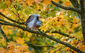 ЕС ужесточит миграционный контроль на границах Беларуси и РФ