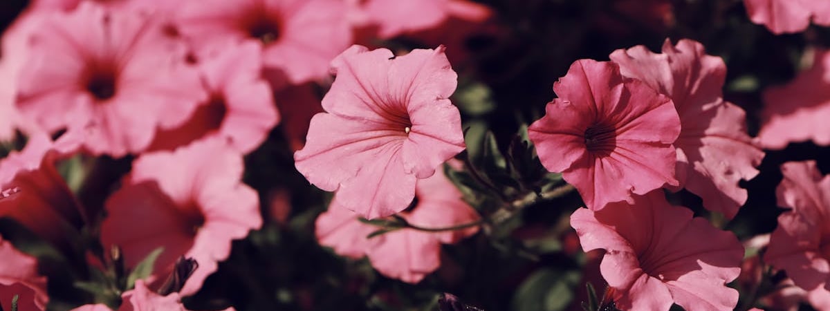 Сколько можно заработать на чернике? Белорусы озвучили цены на закупку ягоды в июле — Видео