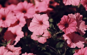 Сколько можно заработать на чернике? Белорусы озвучили цены на закупку ягоды в июле — Видео