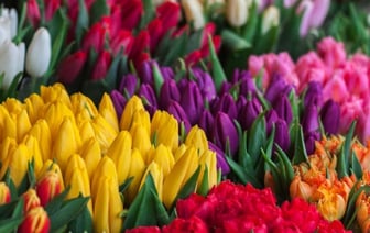 В лесхозах каждой области Беларуси начнут выращивать тюльпаны