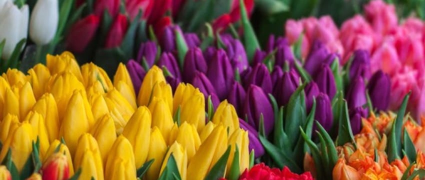 В лесхозах каждой области Беларуси начнут выращивать тюльпаны