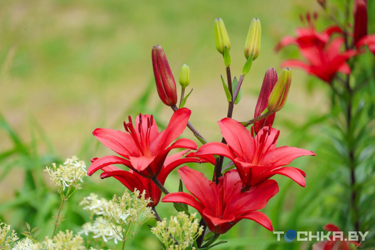 На рассаду потратил $11 тыс.: как парень из Бреста строит бизнес на цветах