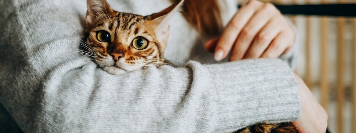 Умеют ли кошки скорбеть? Учёные провели исследование, которое опровергло ранние утверждения