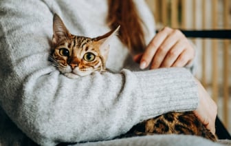 Умеют ли кошки скорбеть? Учёные провели исследование, которое опровергло ранние утверждения