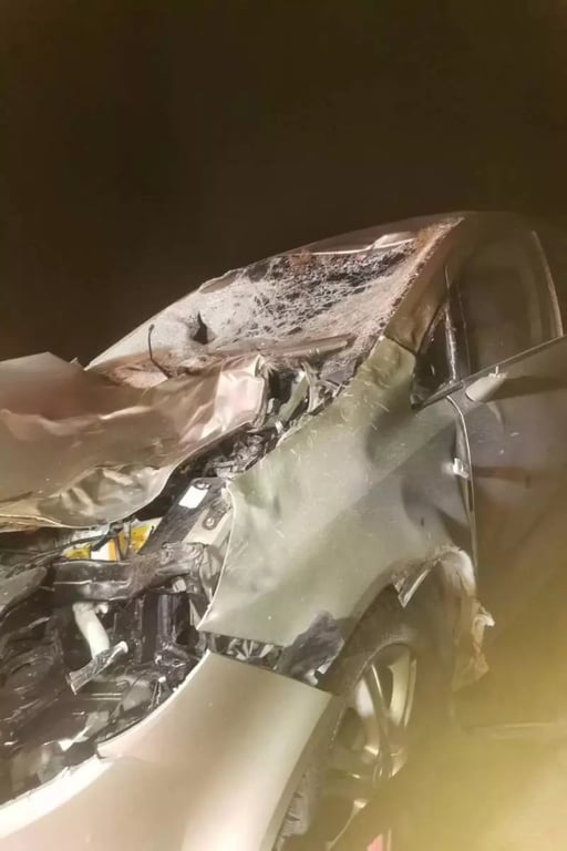 На М1 сбили медведя