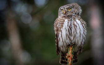 Где и по каким ценам будут продавать новогодние деревья в Полоцке и Новополоцке?