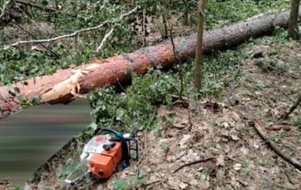 Трагедия в лесу: погиб мужчина при валке деревьев