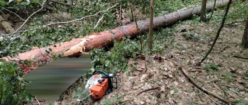 Трагедия в лесу: погиб мужчина при валке деревьев