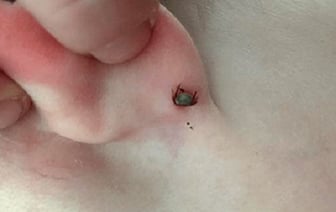 Исследование предпочтений клещей по группе крови человека