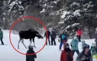Лось пришел к людям на горнолыжный курорт — Видео