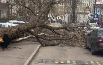 В Москве из-за урагана погибли два человека