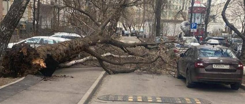 В Москве из-за урагана погибли два человека
