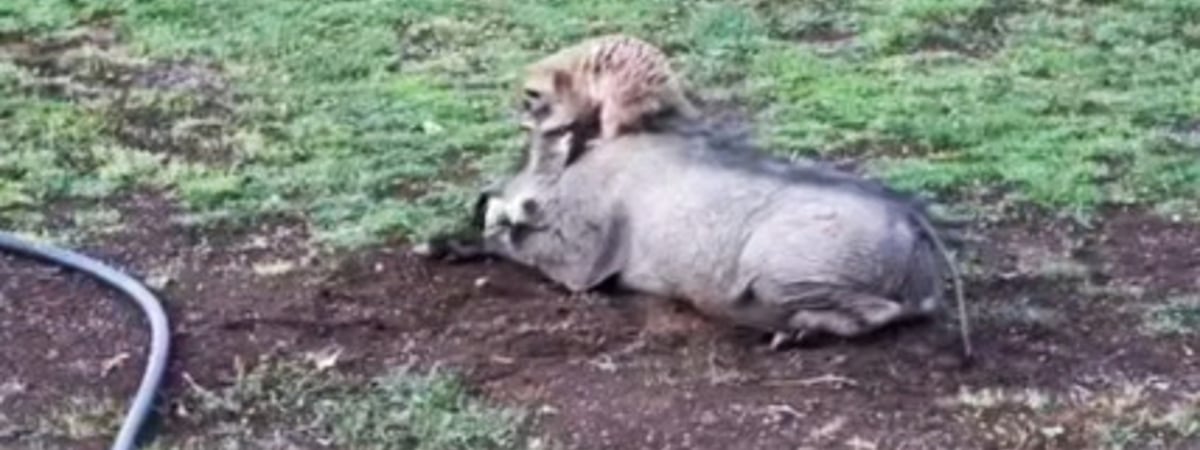 На юге Африки обнаружили настоящих Тимона и Пумбу — Видео