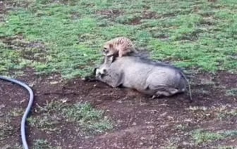 На юге Африки обнаружили настоящих Тимона и Пумбу — Видео