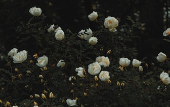 В Беларуси увеличен максимальный размер льготного кредита молодым специалистам