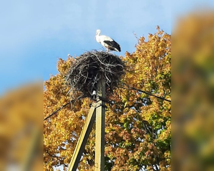 Аисты играют свадьбы в Африке. А вот аист из Жабинковского района, видимо, решил быть закоренелым холостяком
