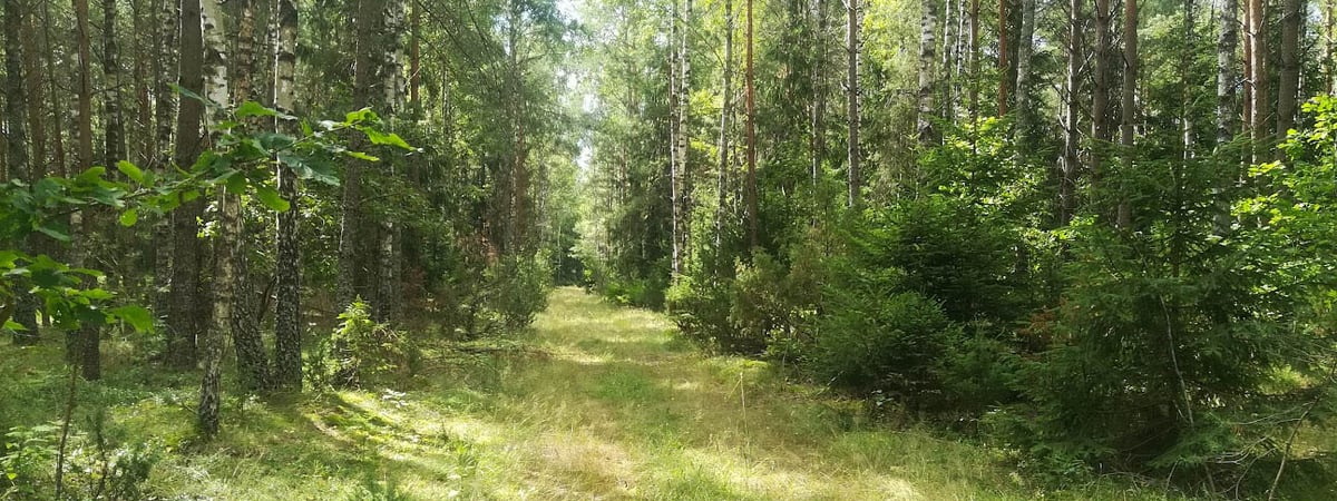 В Беларуси предлагают высадить лес — куда обращаться