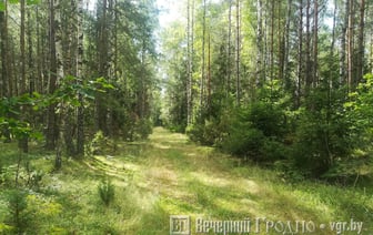 В Беларуси предлагают высадить лес — куда обращаться